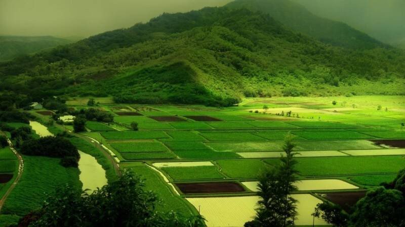 Ảnh đẹp làm nền máy tính với những thửa ruộng bậc thang xanh mướt