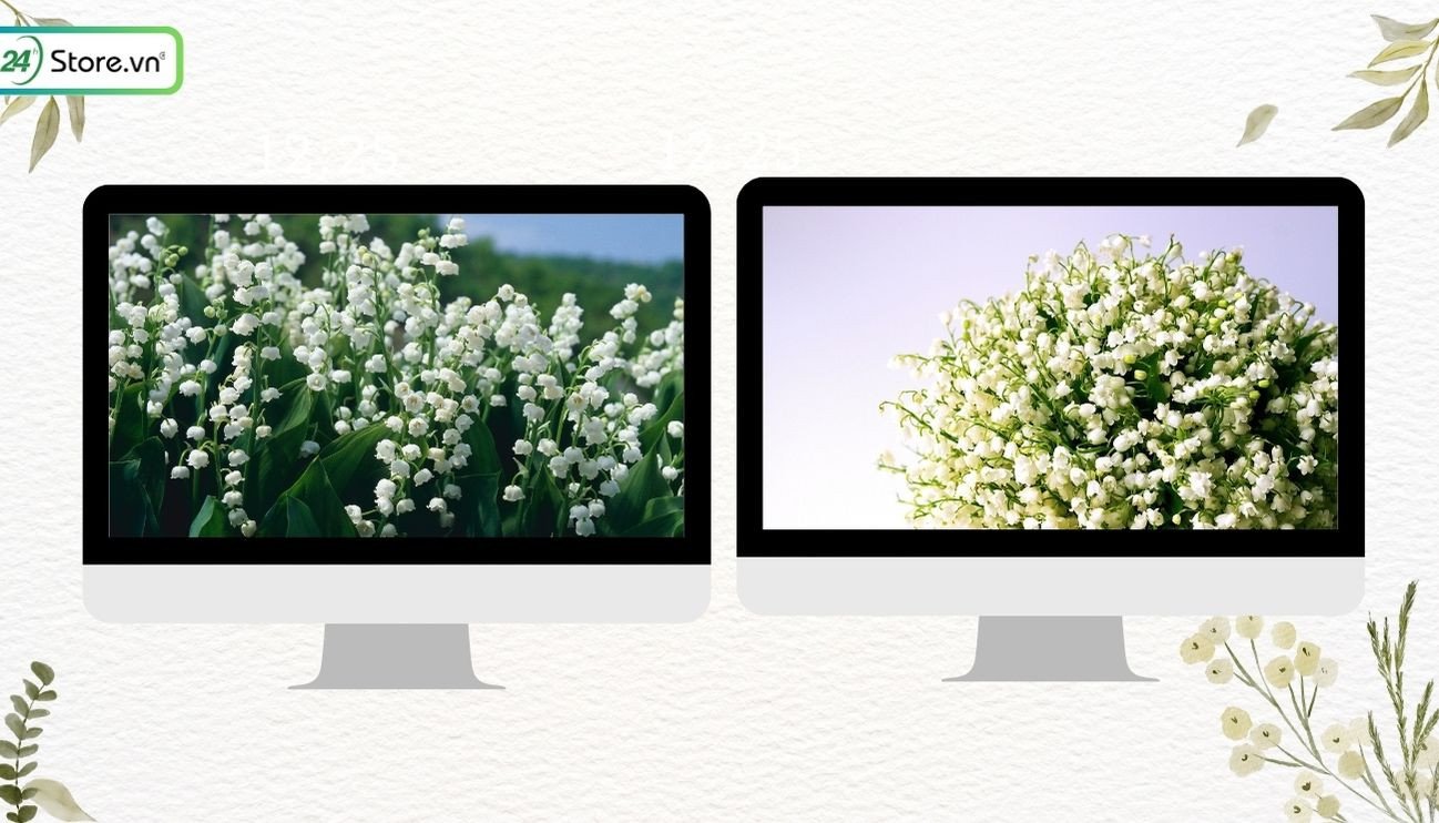 Ảnh nền hoa linh lan đẹp sắc nét cho laptop
