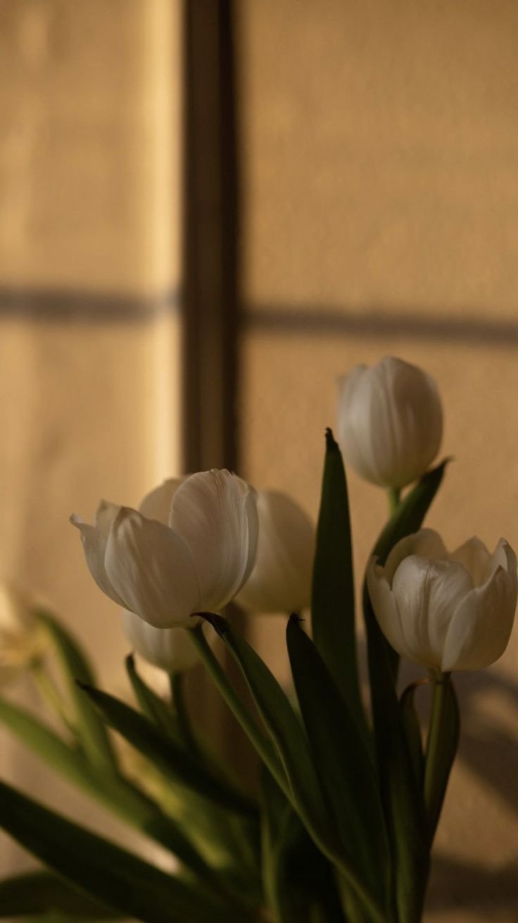 Ảnh nền hoa tulip buồn cho máy tính