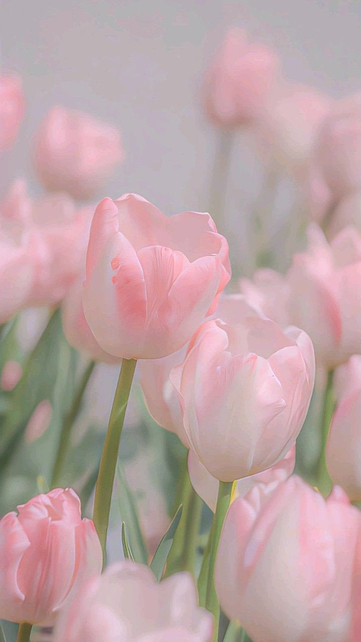 Ảnh nền hoa tulip hồng trắng dịu dàng