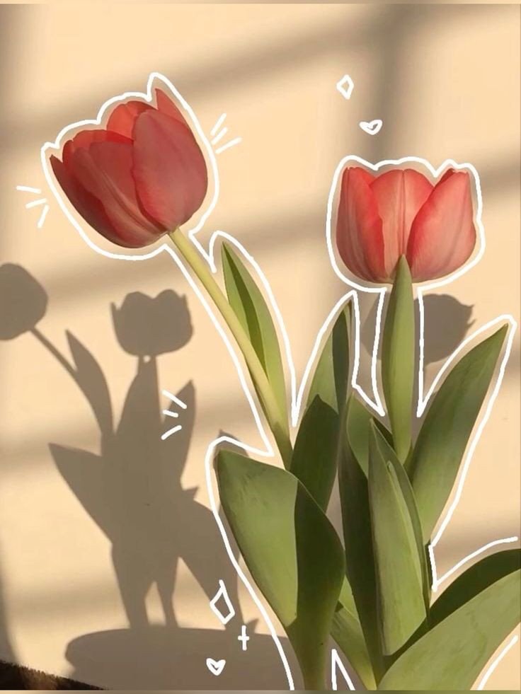 Ảnh nền hoa tulip thư giãn