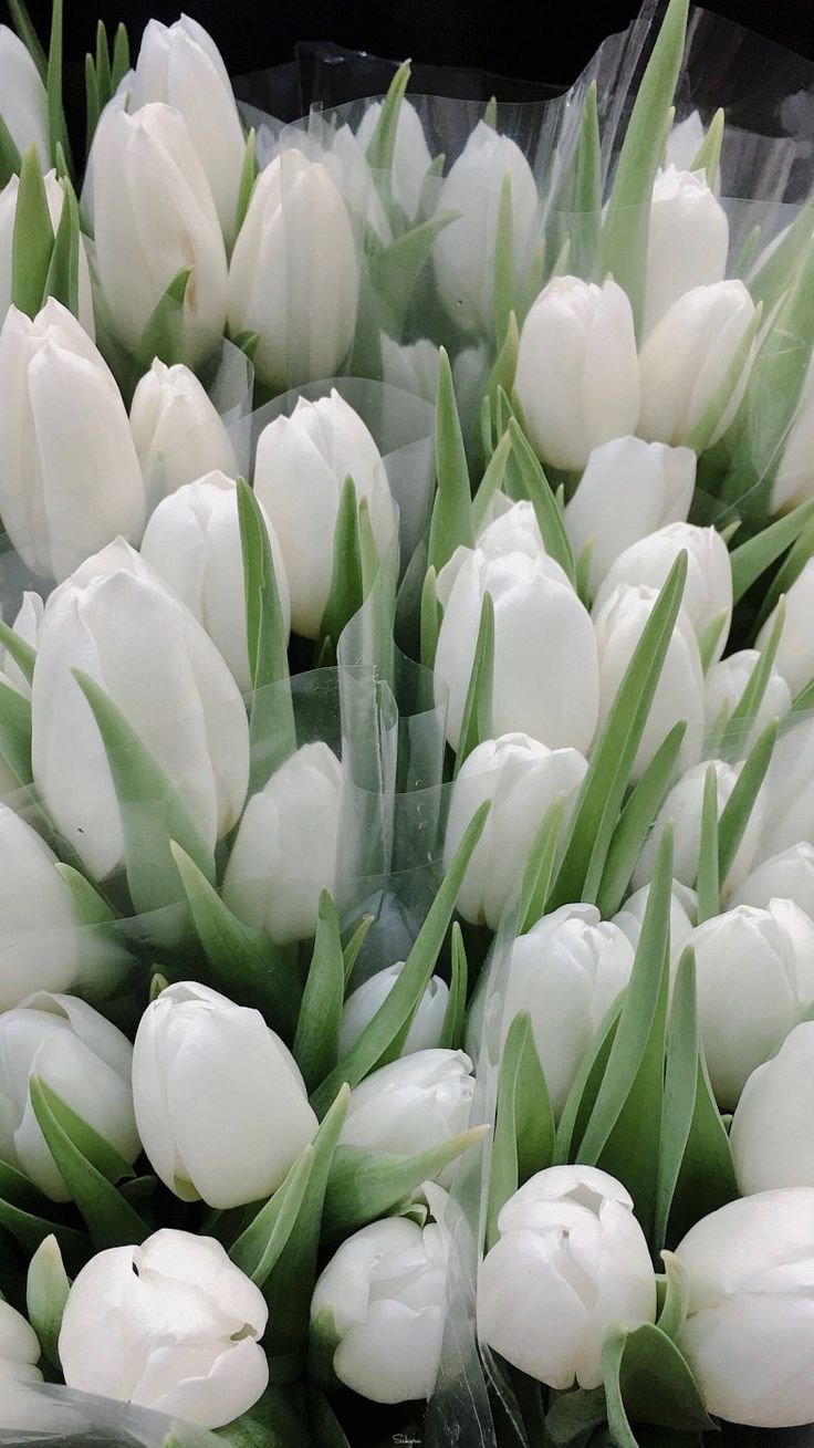 Ảnh nền hoa tulip trắng sang trọng