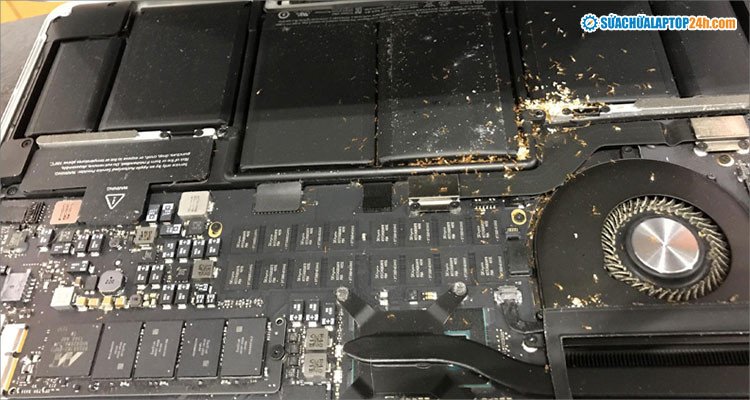 Côn trùng làm tổ trong laptop do không vệ sinh định kỳ