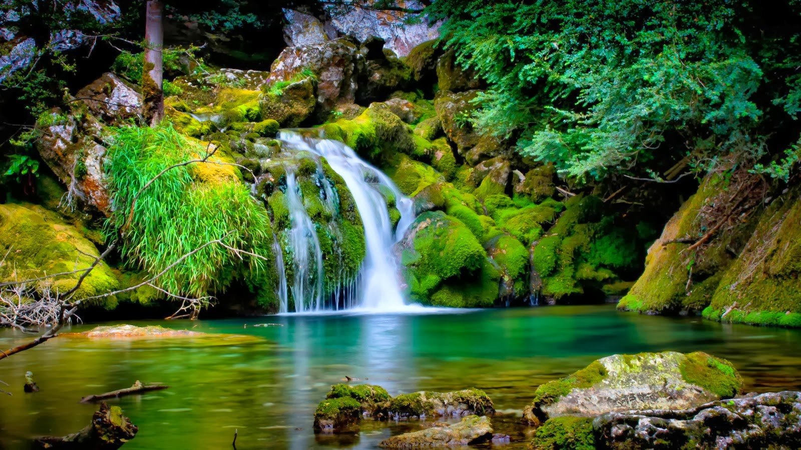 Dòng suối trong rừng xanh mướt cho hình nền máy tính 4K