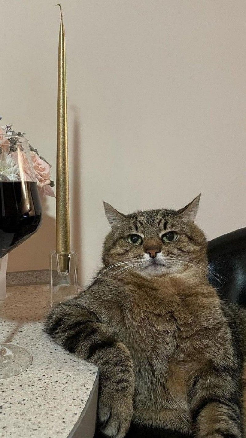 Hình nền hài hước cute về động vật