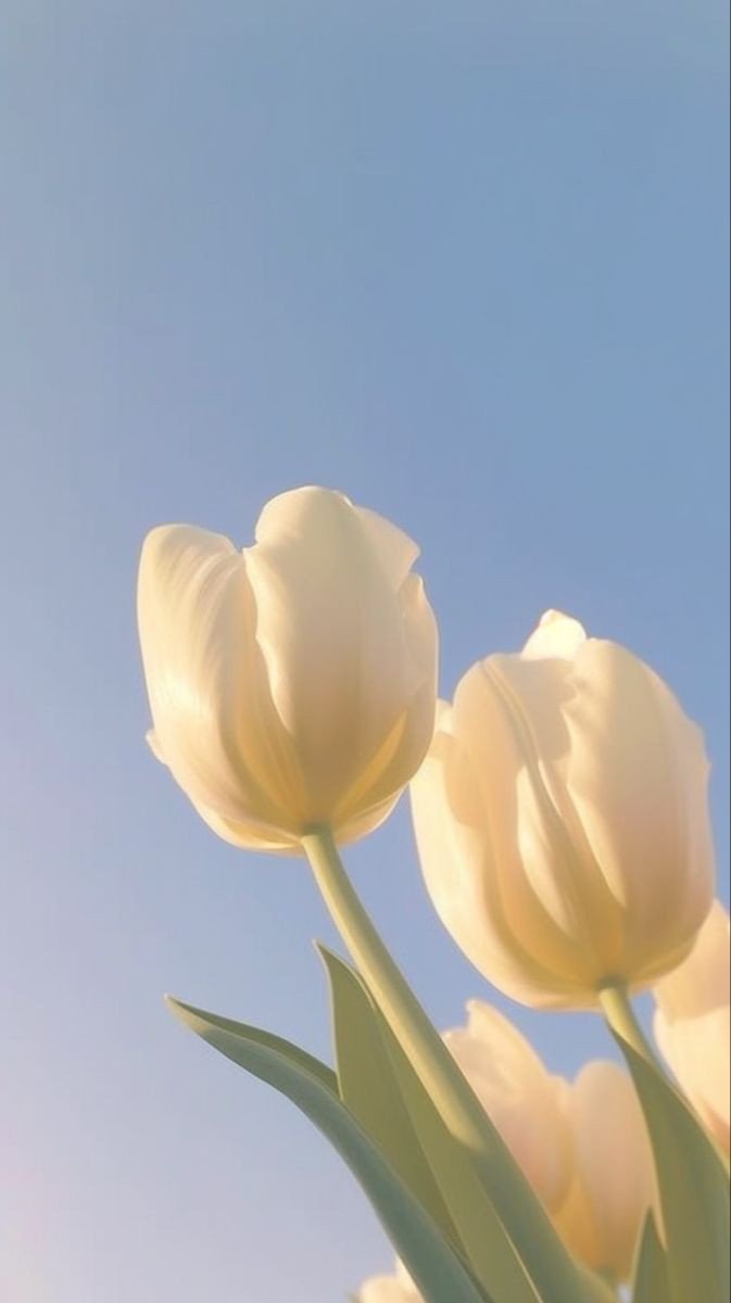 Hình nền hoa tulip chill nhẹ nhàng