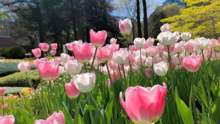 Hình nền hoa tulip hồng đẹp cho PC