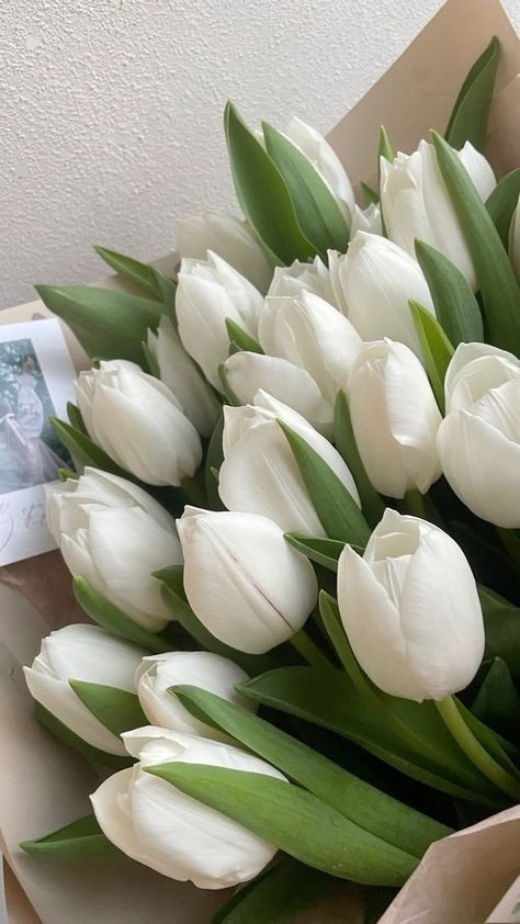 Hình nền hoa tulip trắng tinh khôi cho máy tính