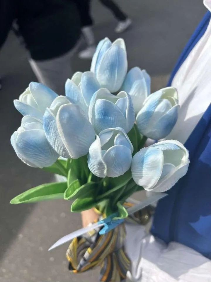 Hình nền hoa tulip xanh dương tươi mát cho laptop