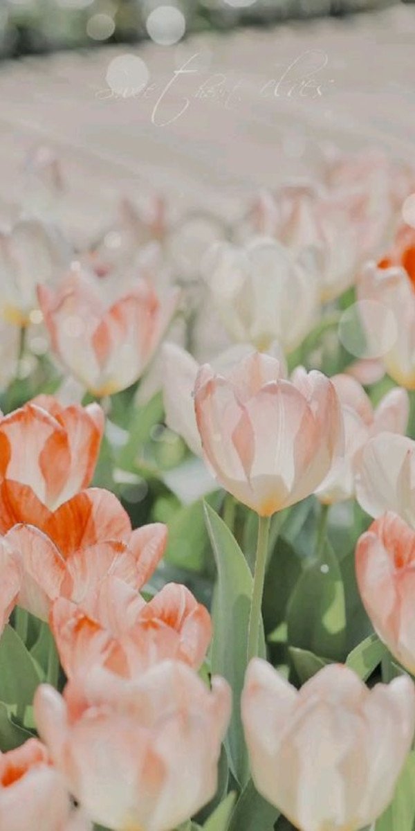 Hình nền laptop 4K hoa tulip cam tươi sáng, ánh nắng nhẹ nhàng