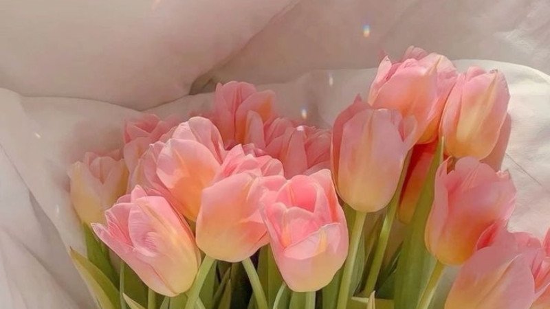 Hình nền laptop 4K hoa tulip cận cảnh, sắc nét từng chi tiết