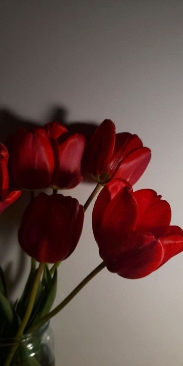 Hình nền laptop 4K hoa tulip đỏ thắm, cánh hoa e ấp