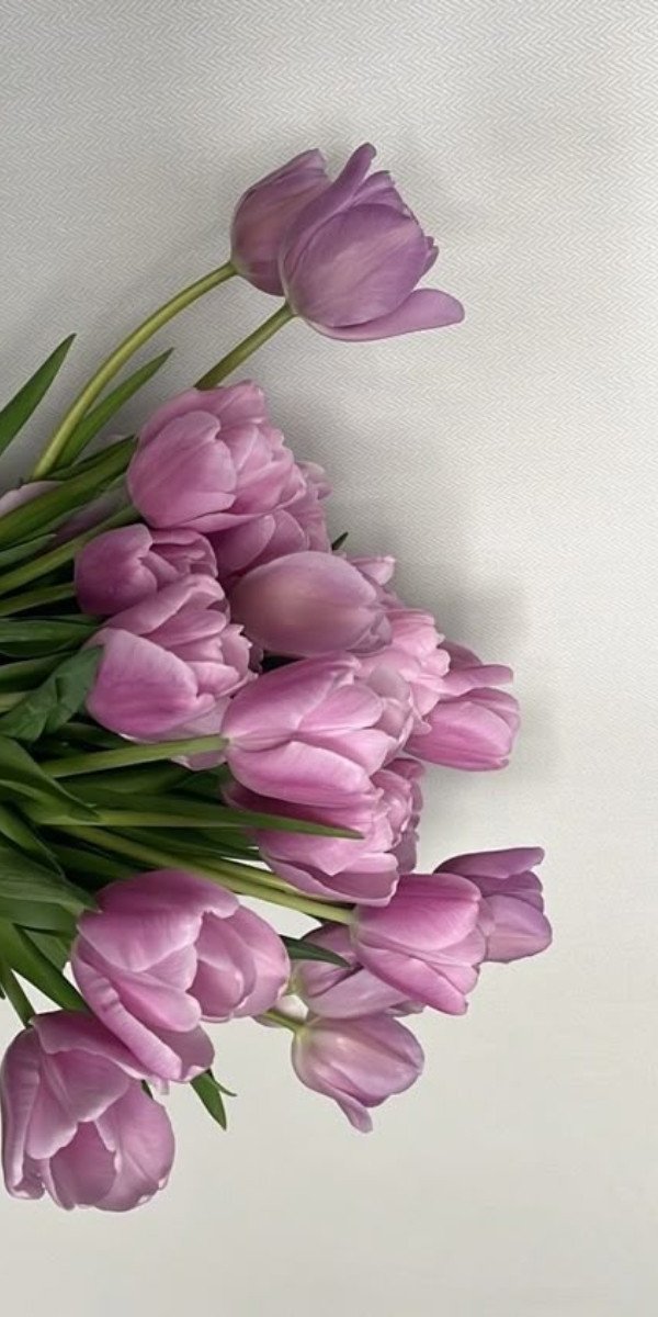 Hình nền laptop 4K hoa tulip tím, vẻ đẹp quý phái dưới ánh sáng