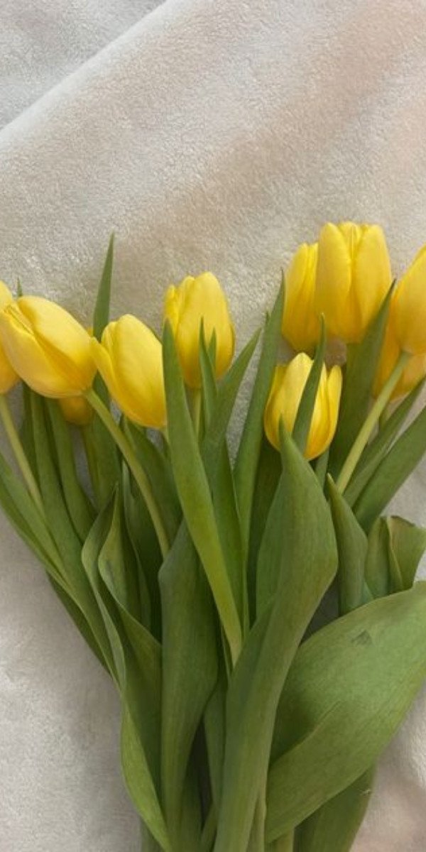 Hình nền laptop 4K hoa tulip vàng rực rỡ, cánh hoa mở bung