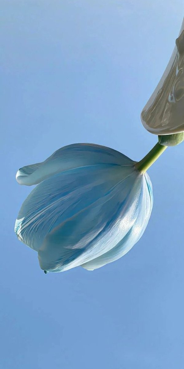 Hình nền laptop 4K hoa tulip xanh dương, giọt sương đọng trên cánh