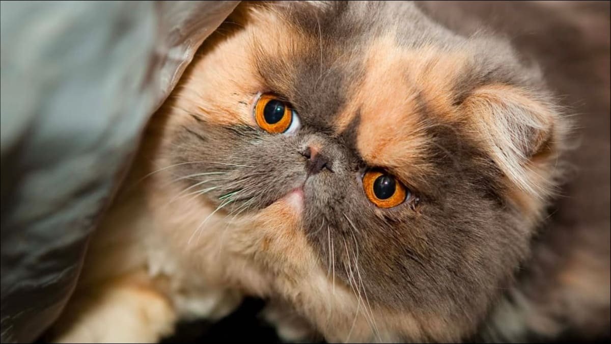 Hình nền laptop con mèo Ba Tư sang chảnh với bộ lông dài mượt, tạo vẻ đẹp quý phái cho màn hình desktop