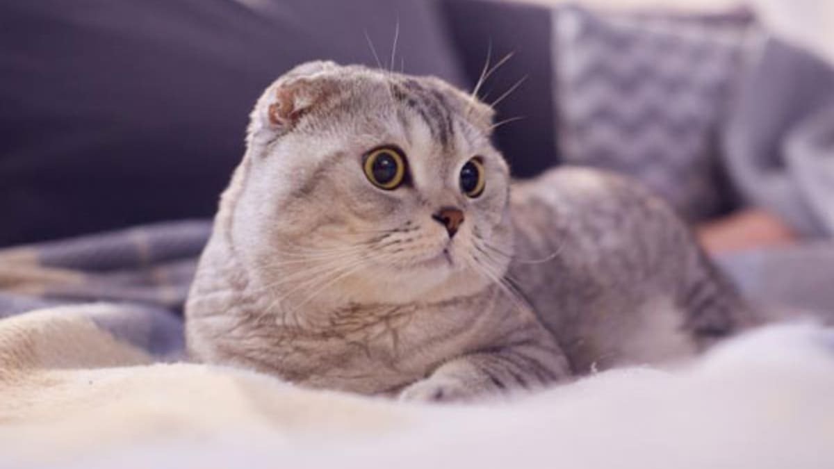 Hình nền laptop con mèo con đời thực với đôi mắt to tròn, thể hiện sự ngây thơ và đáng yêu