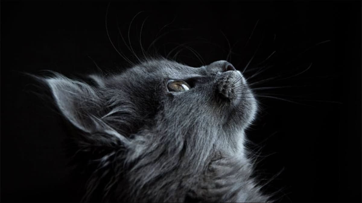 Hình nền laptop con mèo: minh họa tầm quan trọng của việc kiểm tra bản quyền và nguồn gốc ảnh khi tải về