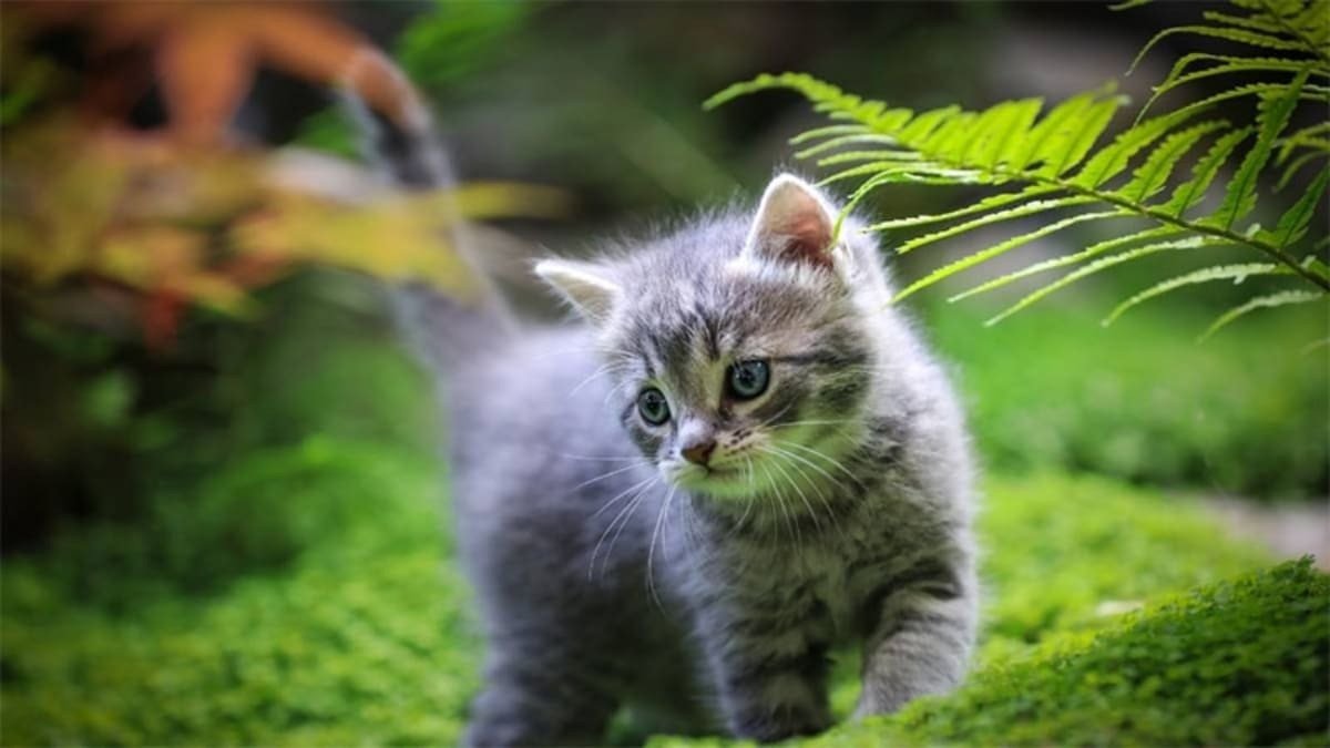 Hình nền laptop con mèo với biểu cảm ngơ ngác, vô cùng dễ thương và sống động, phù hợp làm background laptop