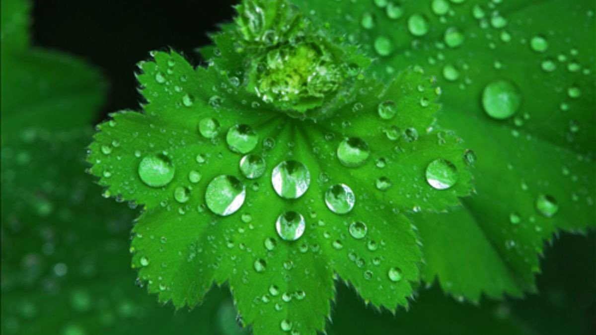 Hình nền laptop thu hút tài lộc cho người mệnh Mộc với hình ảnh cây xanh tươi tốt