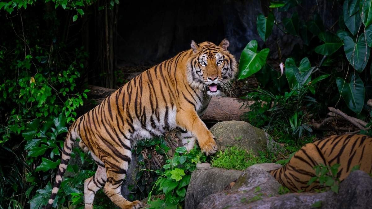 Hình nền laptop thu hút tài lộc cho người tuổi Dần với hình ảnh hổ uy nghi trong rừng