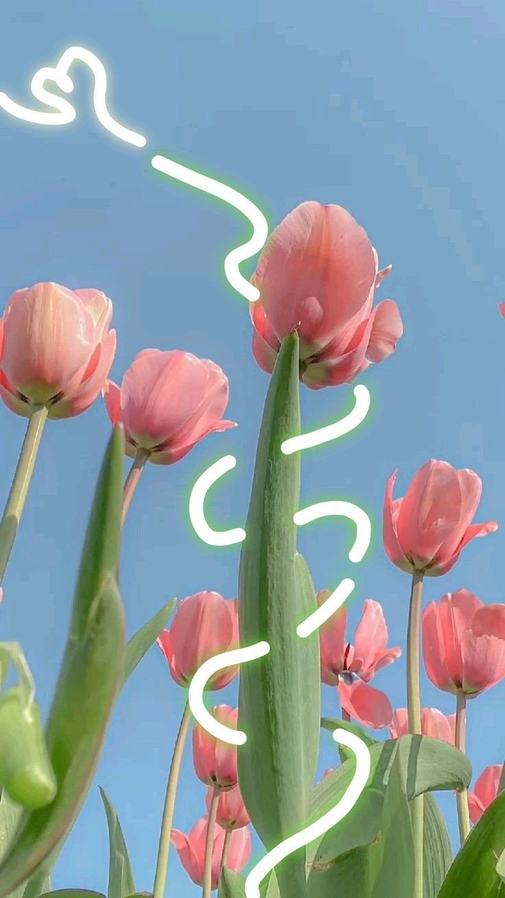 Hình nền máy tính hoa tulip đáng yêu