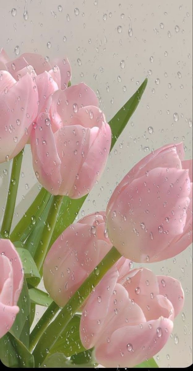Hình nền máy tính hoa tulip hồng trắng tinh tế