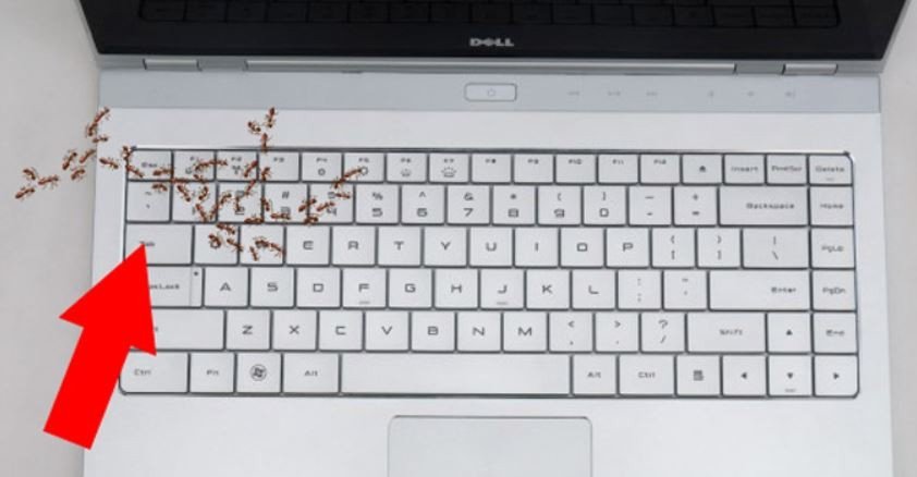 Laptop đang hoạt động sinh nhiệt, giúp xua đuổi những con kiến chui vào laptop