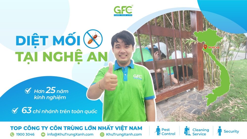 Mối thợ đang hoạt động, cần diệt mối tại Nghệ An để bảo vệ nhà cửa