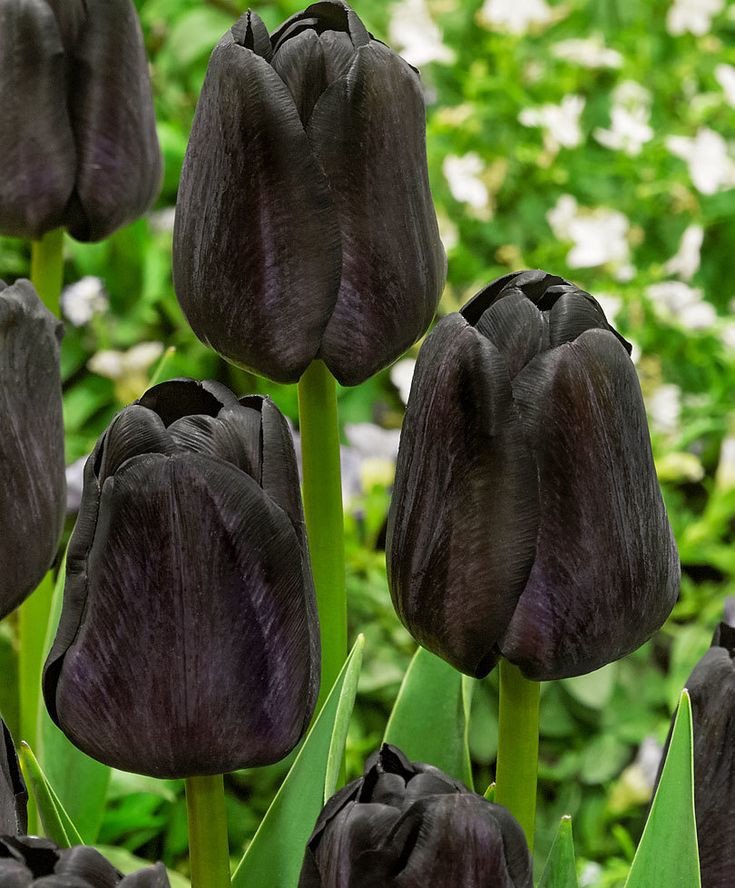 Nền máy tính hoa tulip màu đen