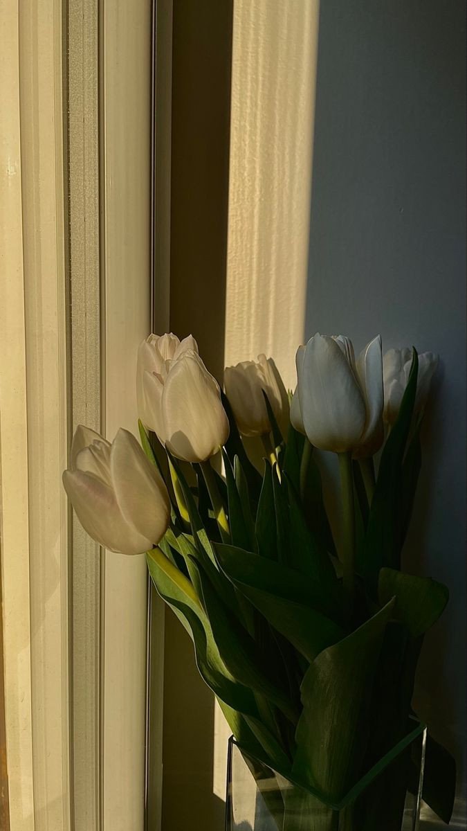 Nền máy tính hoa tulip trầm buồn