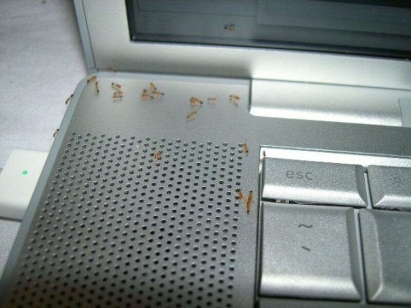 Người dùng lắc nhẹ laptop để đuổi kiến ra khỏi thiết bị, một mẹo xử lý kiến trong laptop