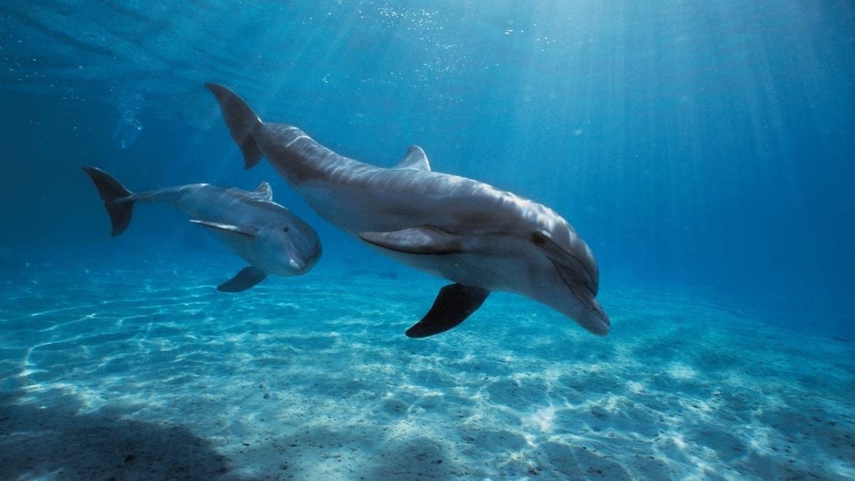 Rạn san hô đầy màu sắc dưới đáy biển sâu, lý tưởng cho hình nền laptop 4K biển