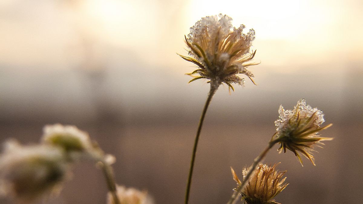 Rừng cây phủ sương mờ ảo, cảnh sắc yên bình làm hình nền thiên nhiên 4k cho laptop