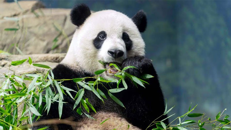 wallpaper gấu trúc mẹ và con đáng yêu