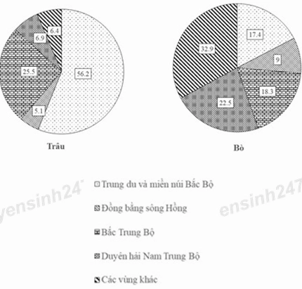 Đàn trâu trên đồng cỏ Việt Nam