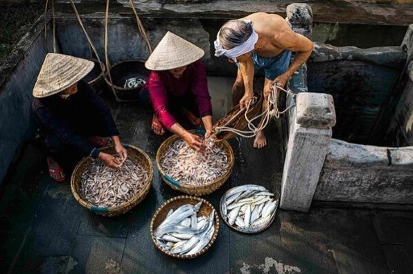 Nước mắm Nam Ô: Đặc sản nổi tiếng của vùng đất nào? Cá cơm tươi - nguyên liệu làm nước mắm Nam Ô