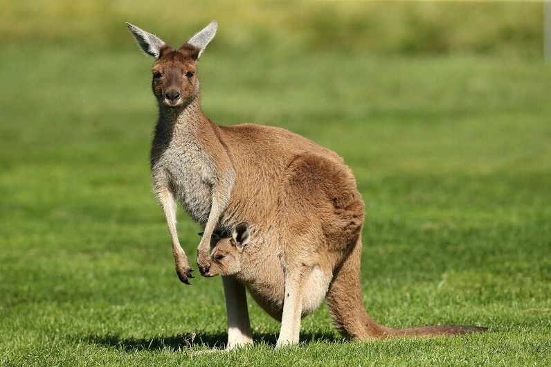 kangaroo-cua-nuoc-nao-su-that-bat-ngo-phan-tich-chi-tiet-202_321