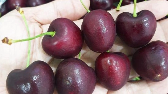 Cherry Chile Của Nước Nào? Khám Phá Nguồn Gốc Và Đặc Điểm Độc Đáo Vườn cherry chile sai quả tại Chile